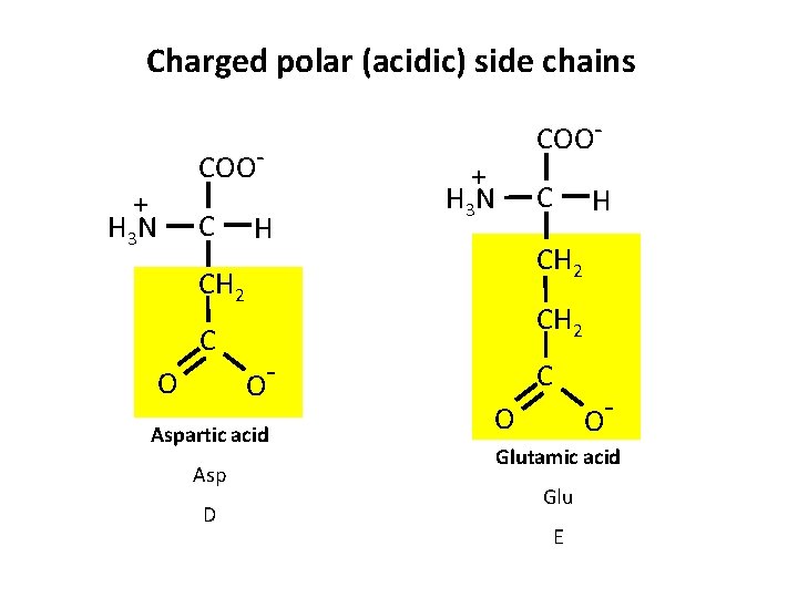 Charged polar (acidic) side chains + H 3 N COOC H + H 3