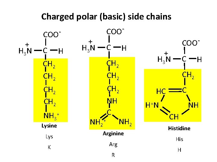 Charged polar (basic) side chains + H 3 N COOC H CH 2 CH