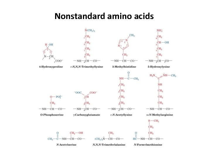 Nonstandard amino acids 