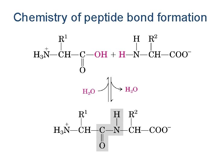 Chemistry of peptide bond formation 