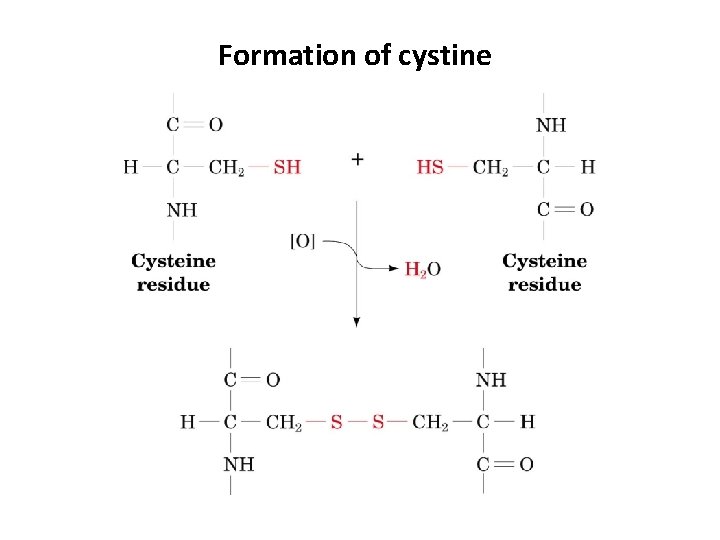 Formation of cystine 