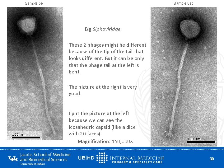 Sample 5 e Sample 6 ec Big Siphoviridae These 2 phages might be different