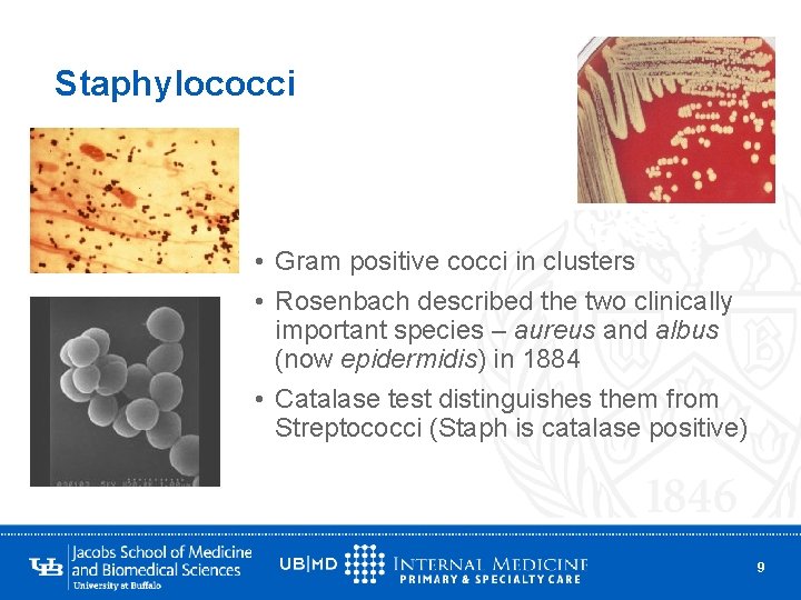 Staphylococci • Gram positive cocci in clusters • Rosenbach described the two clinically important