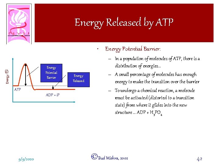 Energy Released by ATP • Energy Potential Barrier: Energy a Energy Potential Barrier ATP