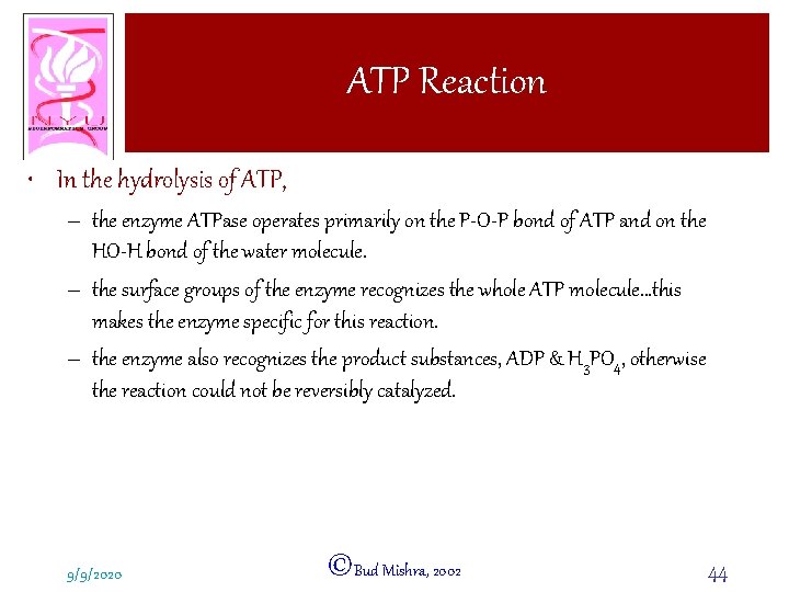 ATP Reaction • In the hydrolysis of ATP, – the enzyme ATPase operates primarily