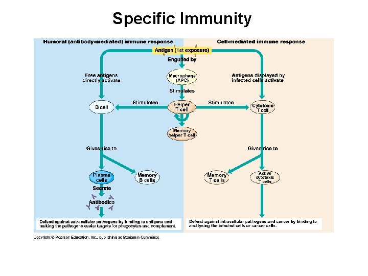 Specific Immunity 