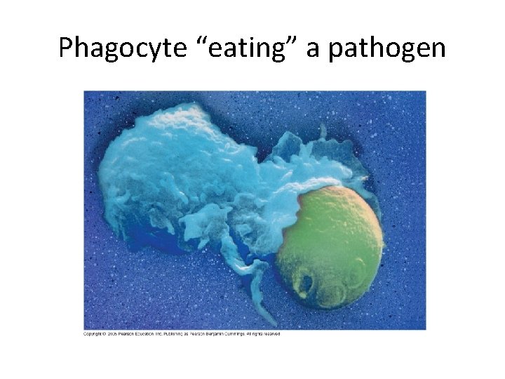 Phagocyte “eating” a pathogen 