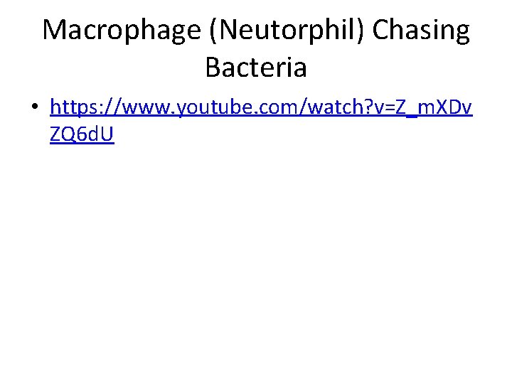 Macrophage (Neutorphil) Chasing Bacteria • https: //www. youtube. com/watch? v=Z_m. XDv ZQ 6 d.