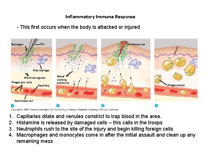 Inflammatory Immune Response - This first occurs when the body is attacked or injured