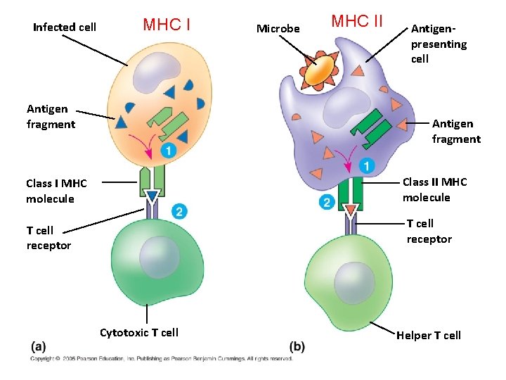 Infected cell MHC I Antigen fragment Microbe MHC II Antigenpresenting cell Antigen fragment Class