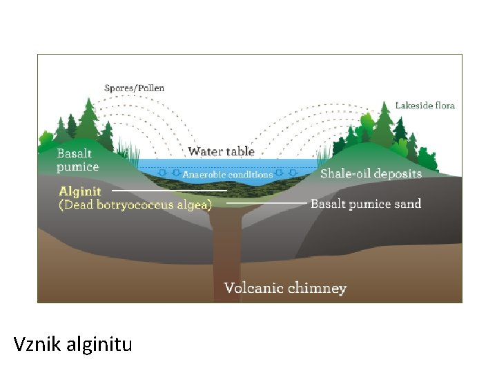 Vznik alginitu 