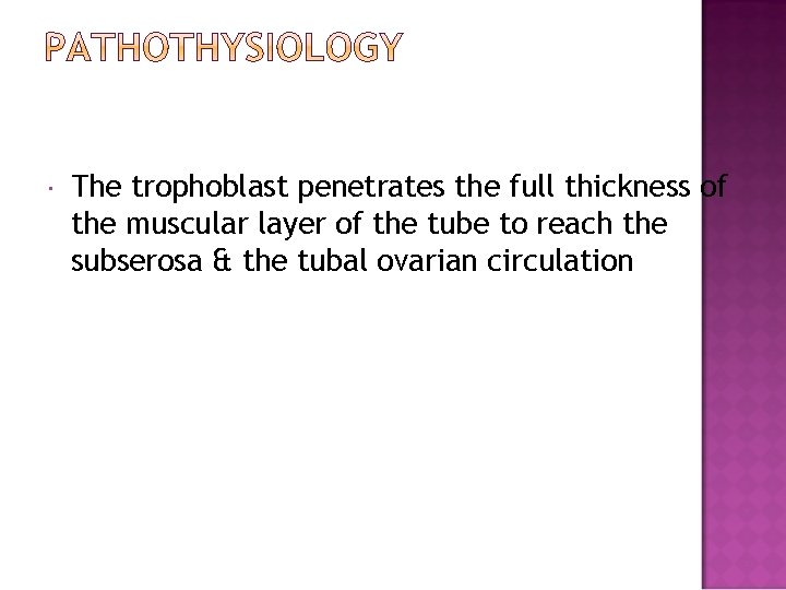  The trophoblast penetrates the full thickness of the muscular layer of the tube