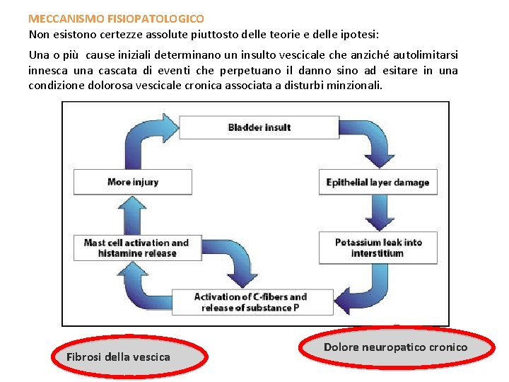 MECCANISMO FISIOPATOLOGICO Non esistono certezze assolute piuttosto delle teorie e delle ipotesi: Una o