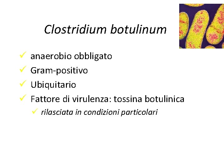 Clostridium botulinum anaerobio obbligato Gram-positivo Ubiquitario Fattore di virulenza: tossina botulinica rilasciata in condizioni
