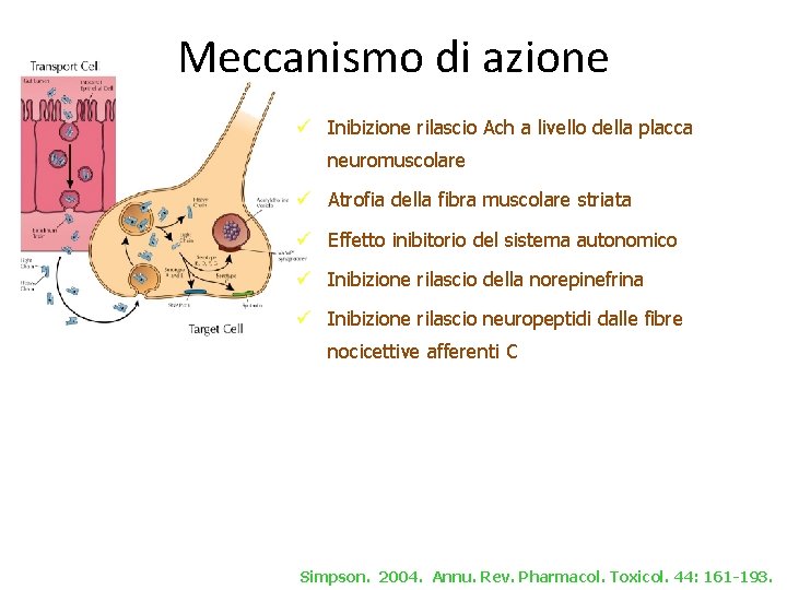 Meccanismo di azione Inibizione rilascio Ach a livello della placca neuromuscolare Atrofia della fibra