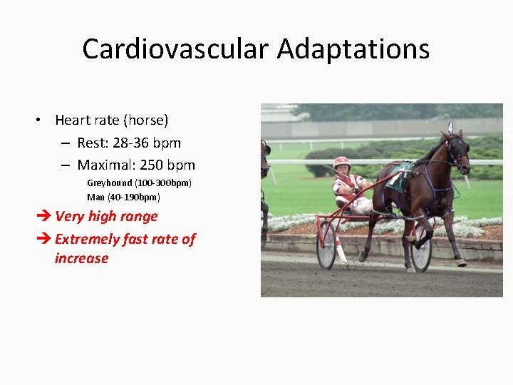 Cardiovascular Adaptations • Heart rate (horse) – Rest: 28 -36 bpm – Maximal: 250