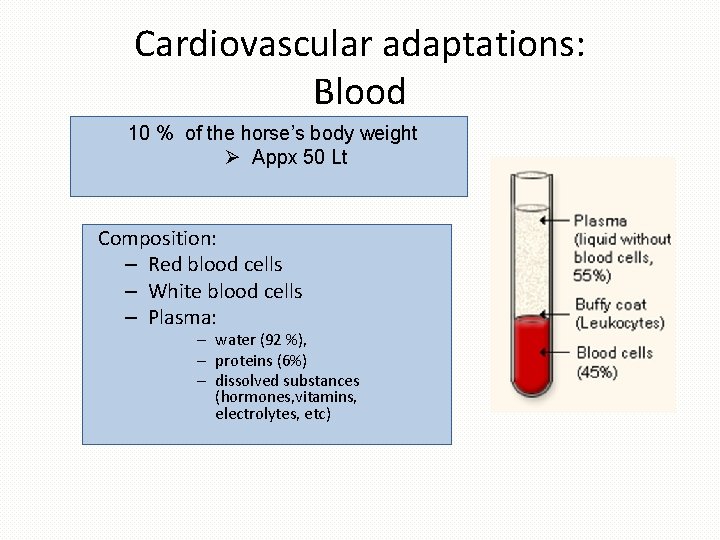 Cardiovascular adaptations: Blood 10 % of the horse’s body weight Ø Appx 50 Lt