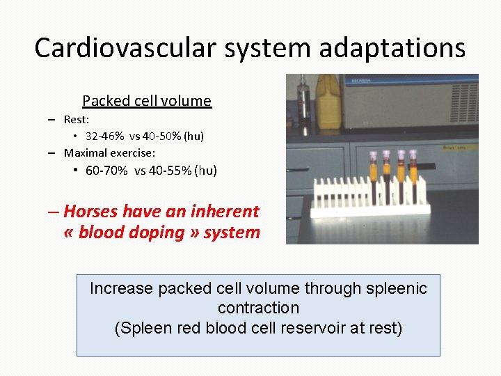 Cardiovascular system adaptations Packed cell volume – Rest: • 32 -46% vs 40 -50%