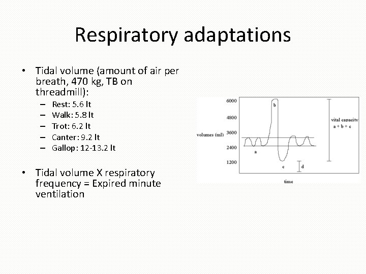 Respiratory adaptations • Tidal volume (amount of air per breath, 470 kg, TB on