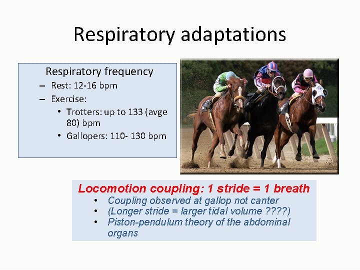 Respiratory adaptations Respiratory frequency – Rest: 12 -16 bpm – Exercise: • Trotters: up