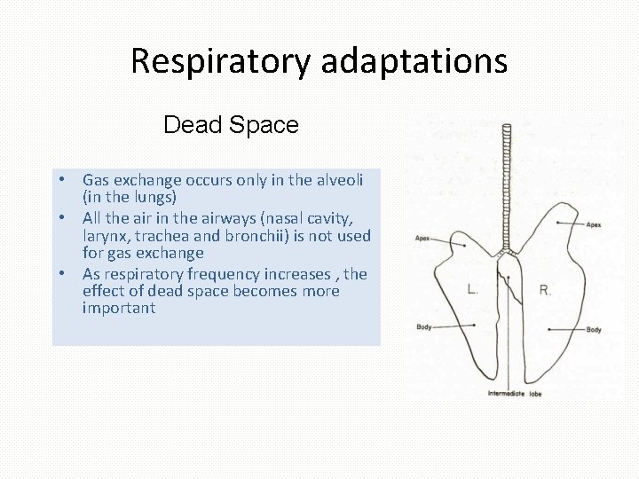 Respiratory adaptations Dead Space • Gas exchange occurs only in the alveoli (in the