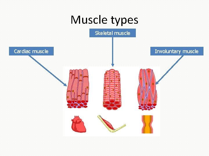 Muscle types Skeletal muscle Cardiac muscle Involuntary muscle 
