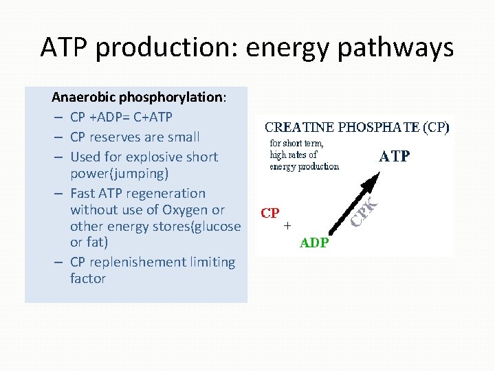 ATP production: energy pathways Anaerobic phosphorylation: – CP +ADP= C+ATP – CP reserves are