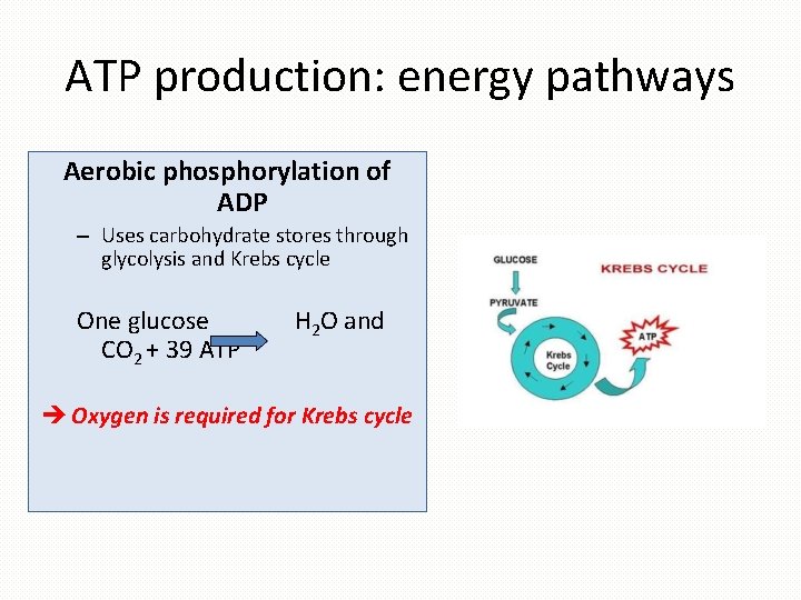 ATP production: energy pathways Aerobic phosphorylation of ADP – Uses carbohydrate stores through glycolysis
