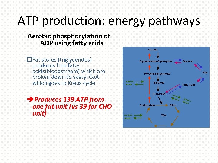 ATP production: energy pathways Aerobic phosphorylation of ADP using fatty acids �Fat stores (triglycerides)