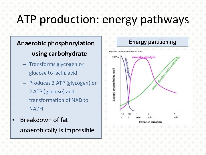 ATP production: energy pathways Anaerobic phosphorylation using carbohydrate – Transforms glycogen or glucose to