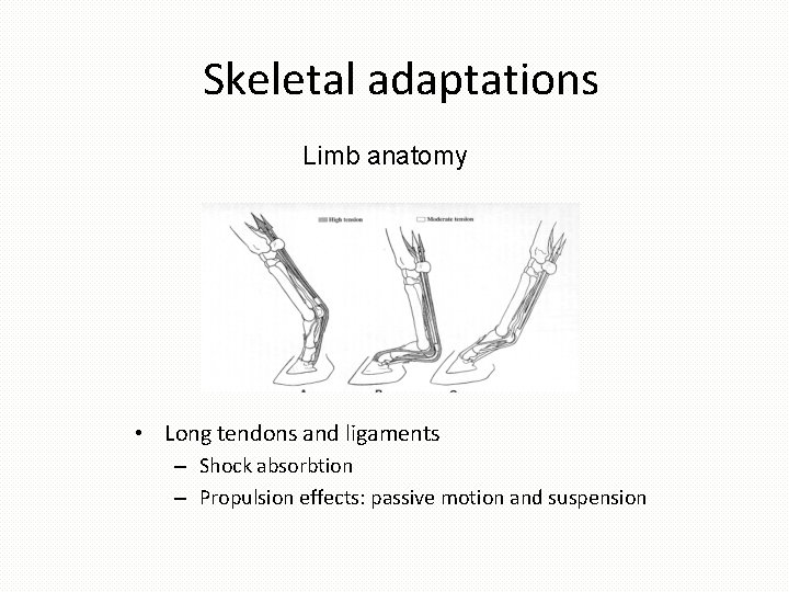 Skeletal adaptations Limb anatomy • Long tendons and ligaments – Shock absorbtion – Propulsion