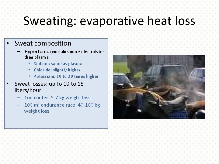 Sweating: evaporative heat loss • Sweat composition – Hypertonic (contains more electrolytes than plasma