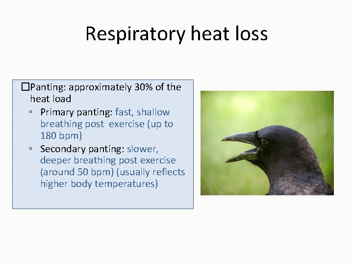 Respiratory heat loss �Panting: approximately 30% of the heat load ◦ Primary panting: fast,