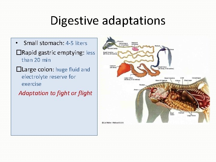 Digestive adaptations • Small stomach: 4 -5 liters �Rapid gastric emptying: less than 20