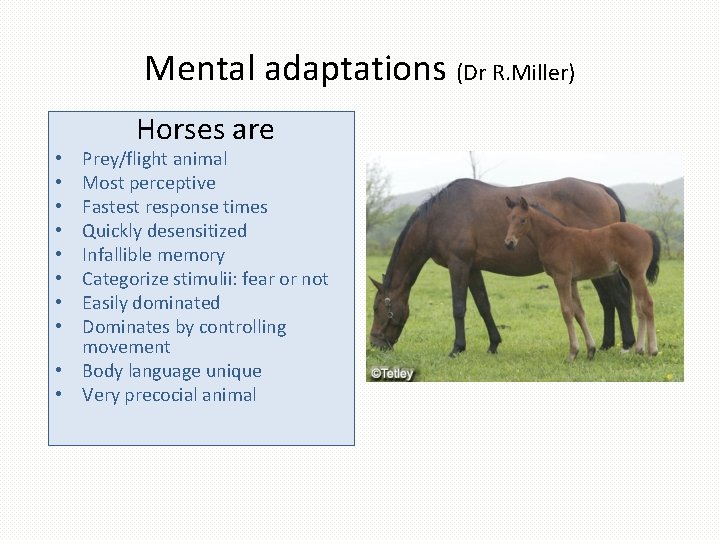 Mental adaptations (Dr R. Miller) Horses are Prey/flight animal Most perceptive Fastest response times