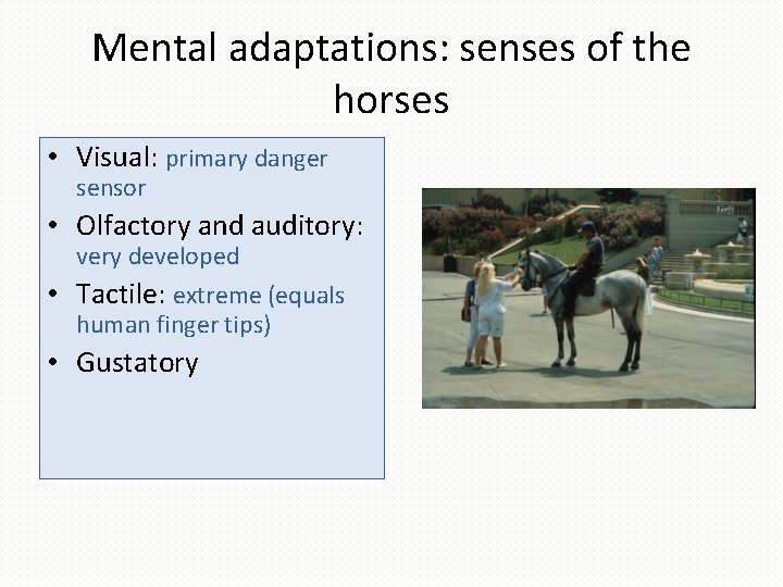 Mental adaptations: senses of the horses • Visual: primary danger sensor • Olfactory and