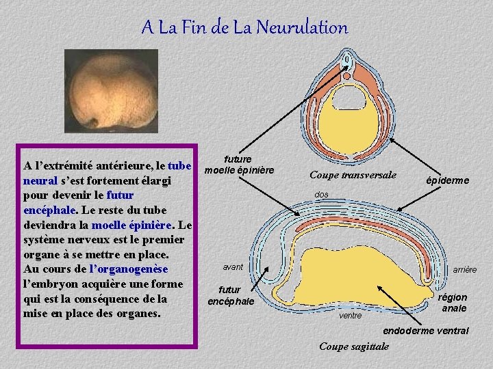 A La Fin de La Neurulation A l’extrémité antérieure, le tube neural s’est fortement