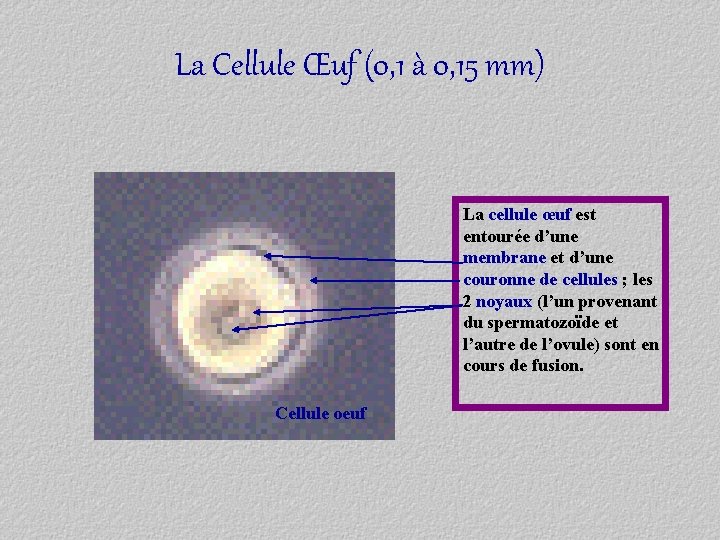 La Cellule Œuf (0, 1 à 0, 15 mm) La cellule œuf est entourée