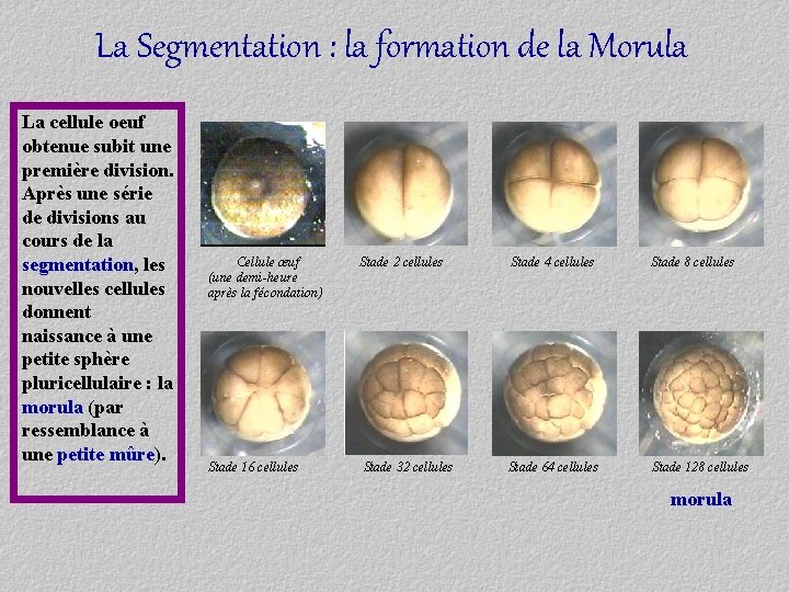 La Segmentation : la formation de la Morula La cellule oeuf obtenue subit une