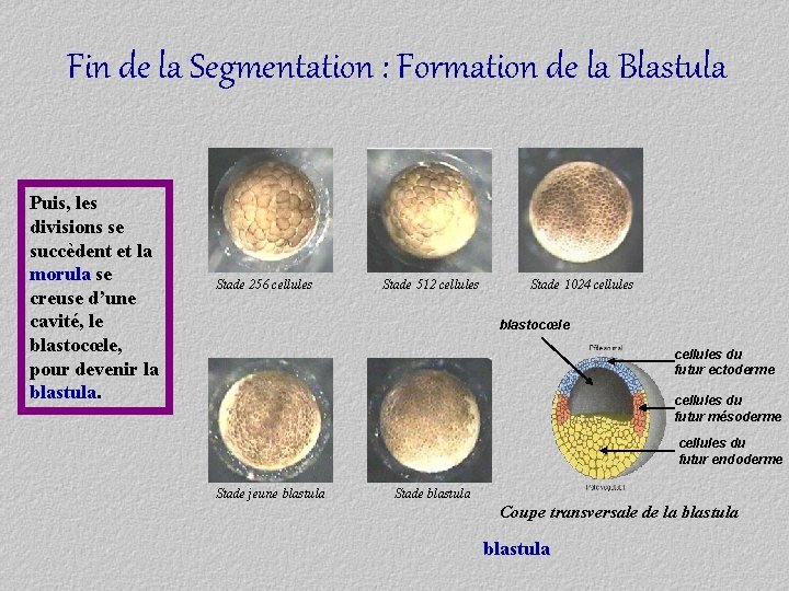 Fin de la Segmentation : Formation de la Blastula Puis, les divisions se succèdent