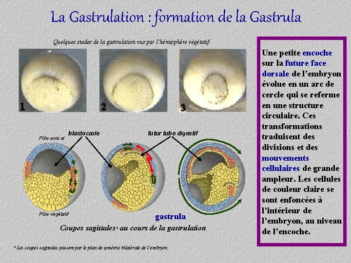 La Gastrulation : formation de la Gastrula Quelques stades de la gastrulation vus par