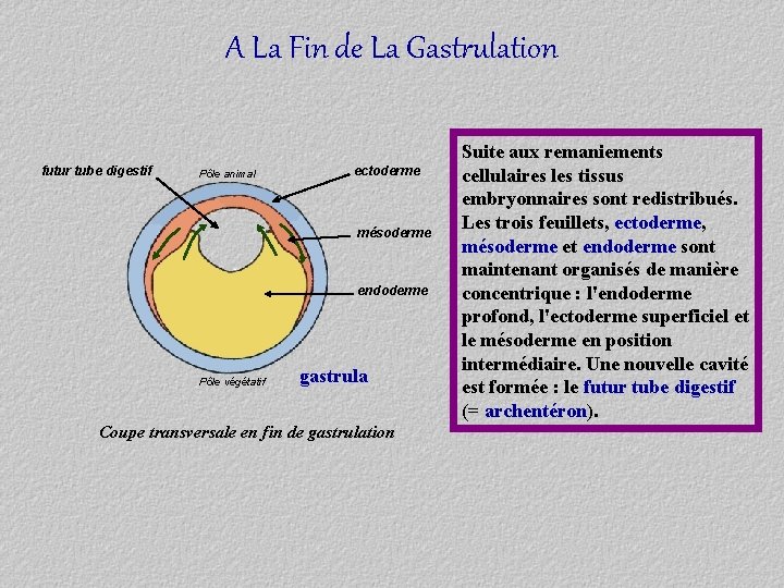 A La Fin de La Gastrulation futur tube digestif Pôle animal ectoderme mésoderme endoderme