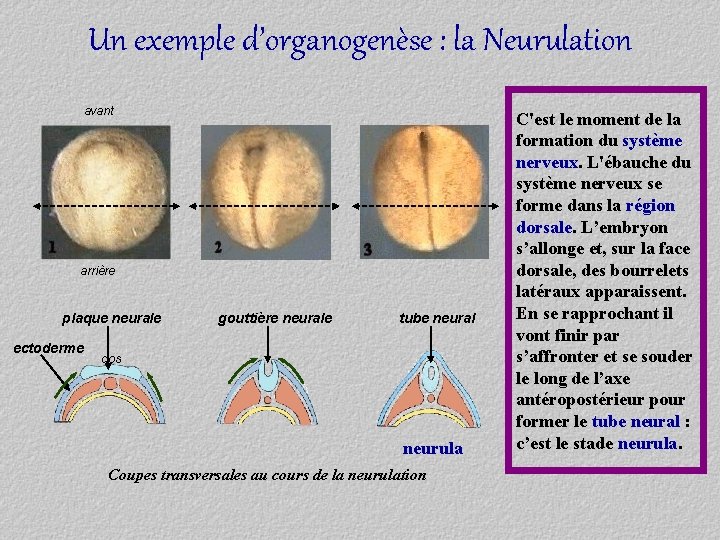 Un exemple d’organogenèse : la Neurulation avant arrière plaque neurale ectoderme gouttière neurale tube