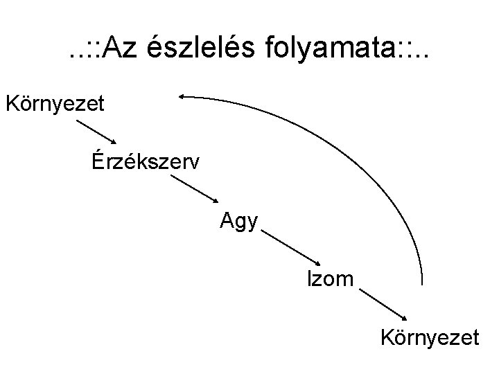 . . : : Az észlelés folyamata: : . . Környezet Érzékszerv Agy Izom