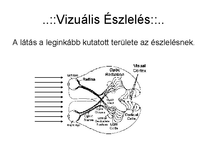 . . : : Vizuális Észlelés: : . . A látás a leginkább kutatott