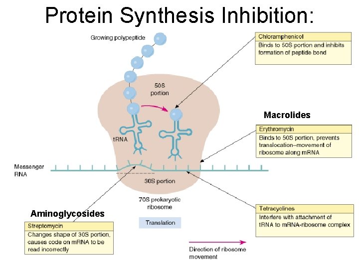 Protein Synthesis Inhibition: Macrolides Aminoglycosides 