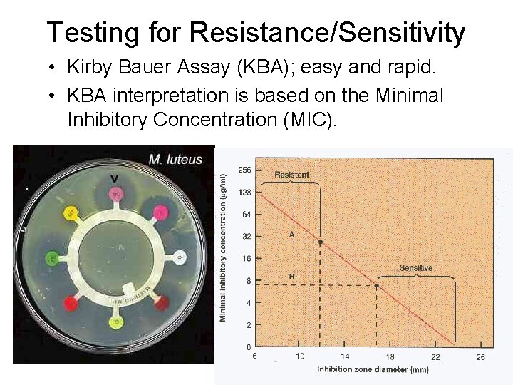 Testing for Resistance/Sensitivity • Kirby Bauer Assay (KBA); easy and rapid. • KBA interpretation