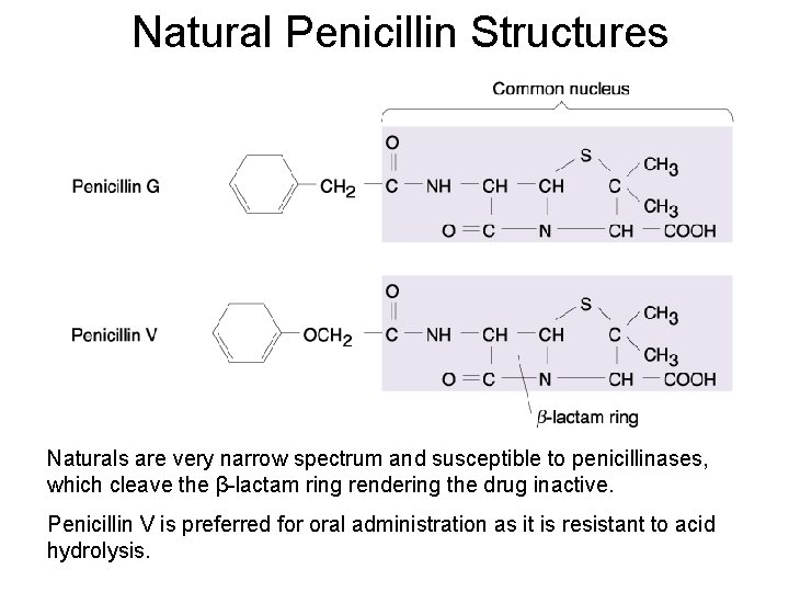 Natural Penicillin Structures Naturals are very narrow spectrum and susceptible to penicillinases, which cleave