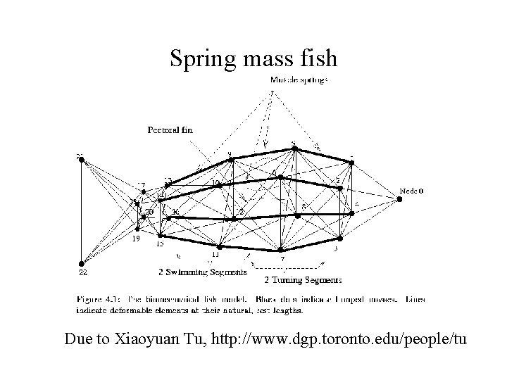 Spring mass fish Due to Xiaoyuan Tu, http: //www. dgp. toronto. edu/people/tu 