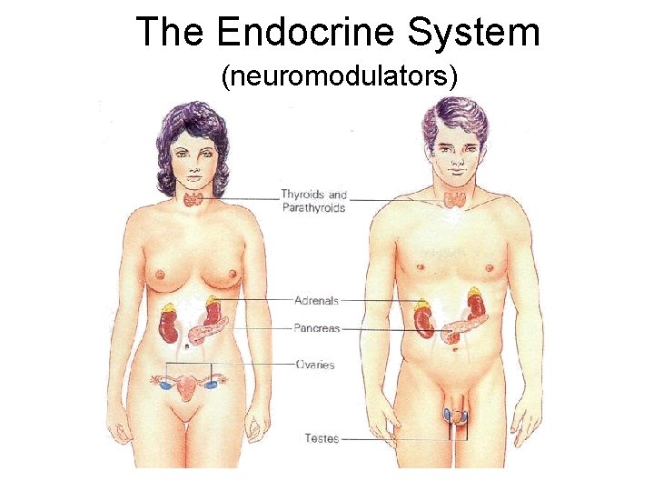 The Endocrine System (neuromodulators) 